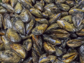 A close up image of a group of Australien mussels (Mytilus californianus) in a fish market,