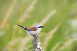 Red-backed shrike (Lanius collurio) ml Germany