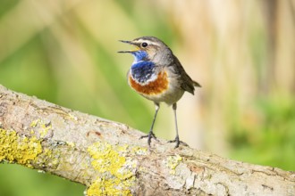Bluethroat (Luscinia svecica cyanecula) Male Germany