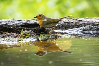 European robin (Erithacus rubecula) bathing Germany