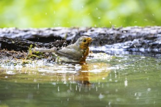 European robin (Erithacus rubecula) bathing Germany