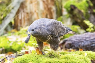 Common buzzard (Buteo buteo) Germany