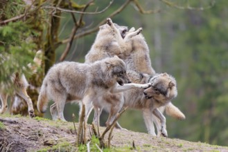 A pack of grey wolves (Canis lupus lupus) playing on a hill and showing social behaviour