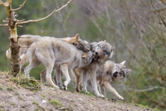 A pack of grey wolves (Canis lupus lupus) playing on a hill and showing social behaviour