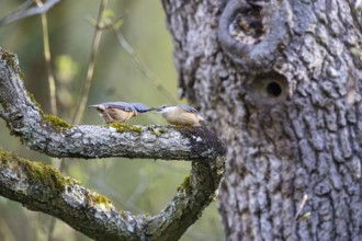 Nuthatch (Sitta europaea) courtship feeding Germany