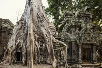 Ta Prohm, Angkor Wat, Angkor, UNESCO World Heritage Site, Siem Reap, Cambodia, Indochina, Southeast