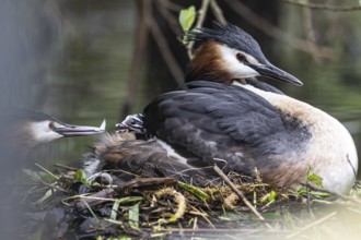 Great Crested Grebe (Podiceps Scalloped ribbonfish) with juveniles), Emsland, Lower Saxony,