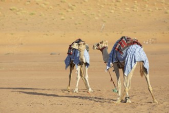 Dromedaries (Camelus dromedarius) with saddle in the Wahiba Sands or Rimal Al Wahiba or Sharqiyya