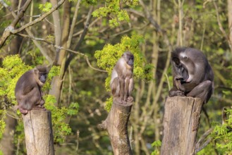 Three Drills (Mandrillus leucophaeus), a male and two females, sit high up on the three stumps of a