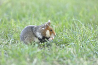 Field hamster (Cricetus cricetus), in a meadow, Vienna, Lower Austria, Austria, Europe