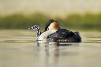 Great Crested Grebe (Podiceps Scalloped ribbonfish), with chicks in plumage swimming in the water,