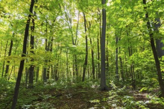 Mixed forest of tall backlighted Acer - Maple, Betula - Birch trees with abundant green, yellowish