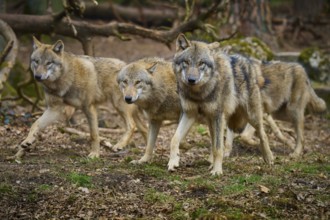 Wolf (Canis lupus), three wolves moving through the forest in a natural environment, Germany,