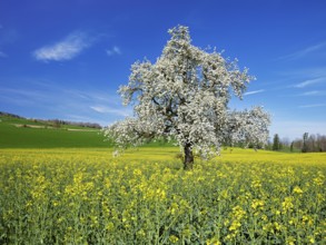 Flowering pear tree (Pyrus communis), standing in a field of flowering rape, Beinwil, Freiamt,