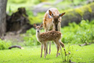 Sika deer (Cervus nippon) mother with her fawn on a meadow, Bavaria, Germany, Europe