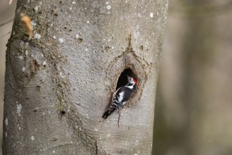Middle spotted woodpecker (Dendrocopus medius) Germany