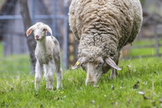 Sheep and young of the Württemberger breed, also known as Merinoland sheep. Sheep pasture on the