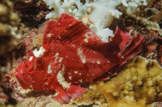Close-up of Red Wobbegong (Taenianotus triacanthus) sitting in colourful vibrant intact healthy