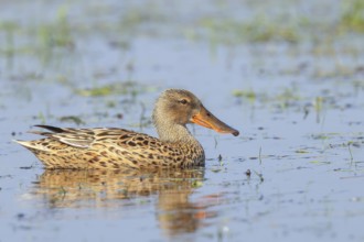 Shoveler (Spatula clypeata) female in a wet meadow, spring, wildlife, bird, swimming duck, Hüde,