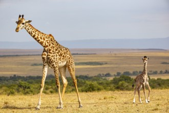 Masai giraffe (Giraffa c. tippelskirchi) Masai Mara Kenya