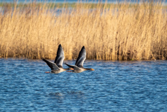 Pair of greylag geese flying together, in the Großen Rosin Moor nature reserve,