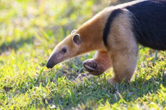 Southern tamandua (Tamandua tetradactyla) Pantanal Brazil