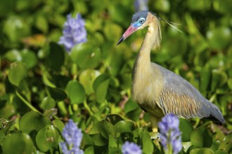 Whistling heron (Syrigma sibilatrix) Pantanal Brazil