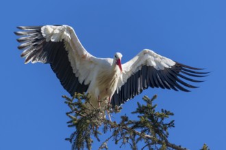 Stork with large wings sitting elegantly on a tree branch in front of a clear sky, White Stork