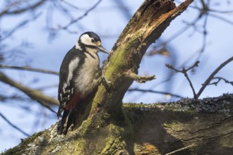 A great spotted woodpecker (Dendrocopos major) clings to a mossy branch in the light of a clear