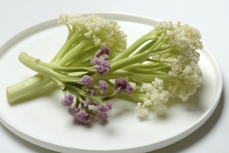Fioretto, a cross between cauliflower and broccoli. The flowers are reminiscent of coral,