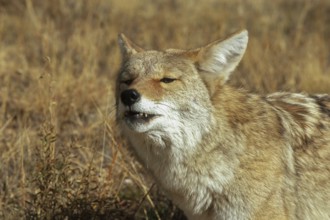 Coyote. Canis latrans. Coyote standing on a meadow and watching. Close up. Rocky Mountains national
