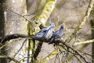 Stock Dove (Columba oenas) Germany