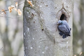 Stock Dove (Columba oenas) at Black Woodpecker Cave Germany