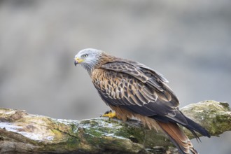 Red kite (Milvus milvus) Germany