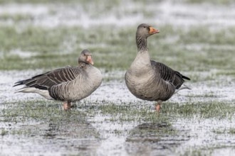 Greylag geese (Anser anser), Lower Saxony, Germany, Europe
