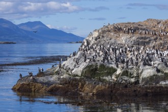 Ushuaia, Tierra del Fuego, Argentina, Cormorants sitting on a rock in the Beagle Channel, South