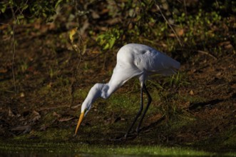 Great egret (Ardea alba) Pantanal Brazil
