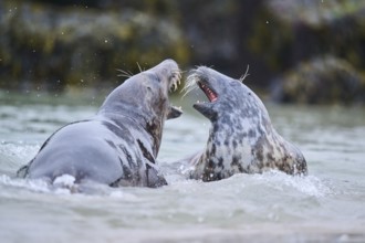 Grey seal (Halichoerus grypus) playing with each other in the water, sea, Düne, Helgoland,