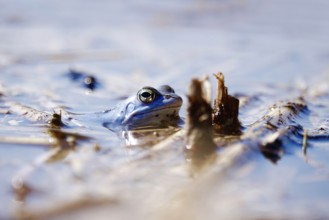 Male blue moor frog in the mating season, March, Saxony, Germany, Europe