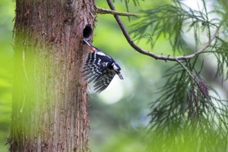 Great spotted woodpecker (Dendrocopos major), male with droppings in his beak leaving the nesting