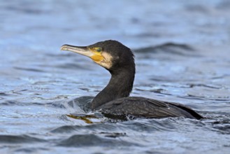 Cormorant (Phalacrocorax carbo), swimming, Switzerland, Europe