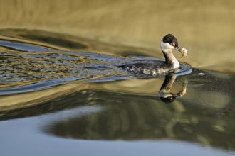 Slavonian grebe (Podiceps auritus), adult, in a white plumage, winter plumage, swimming with a fish