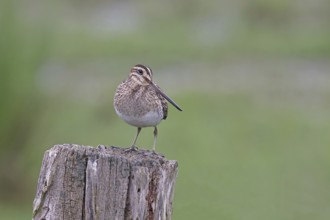 Snipe (Gallinago gallinago), standing on fence posts of a pasture, on moorland, snipe birds,