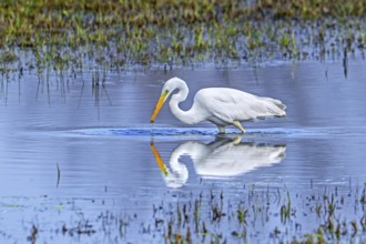 Great white egret, great egret (Ardea alba) non-breeding adult fishing in shallow water of wetland