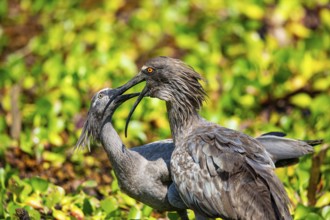 Plumbeous ibis (Harpiprion caerulescens) Pantanal Brazil