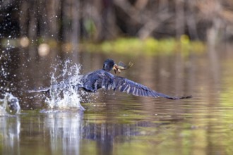 Humboldt Cormorant (Phalacrocorax brasilianus) Pantanal Brazil