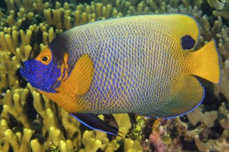 Underwater photo of close-up of bluehead angelfish (Pomacanthus xanthometopon) swimming over coral