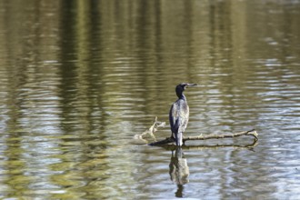 A cormorant sits on a branch in the water, reflected by the calm lake surface, Brüggen, North