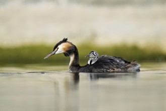 Great Crested Grebe (Podiceps Scalloped ribbonfish), with chicks in plumage swimming in the water,