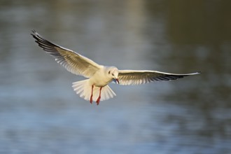 Black-headed Black-headed Gull (Larus ridibundus), in flight, Lake Zug, Canton Zug, Switzerland,